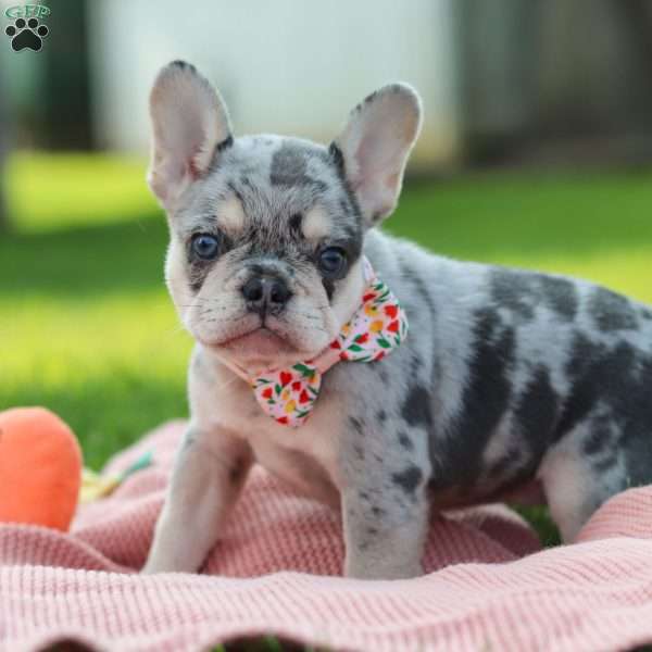 Dana, French Bulldog Puppy